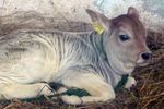 Déva a Krisna-völgyi Tehénvédelmi Központ bika borjúja