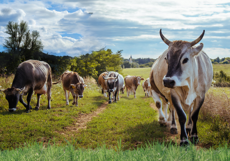 Boldog Boci Fesztivál
