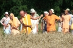 Arató szerzetesek Krisna-völgyben